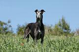 GREYHOUND 011